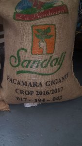 Nicaragua Pacamara Gigante